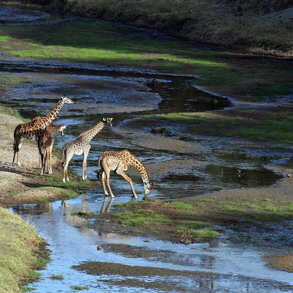 Trinkende Giraffen Pirschfahrt Tansania Camping Safari
