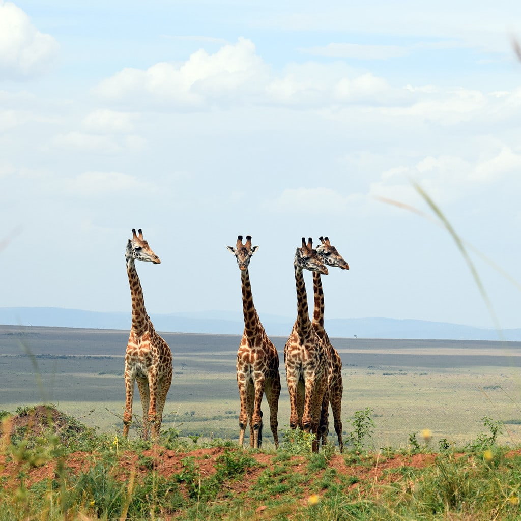 Vier Giraffen in der Masai Mara Fly-In Safari in Kenia