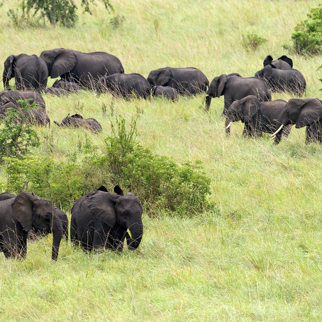 Elefantenherde auf Uganda Gorilla Safari