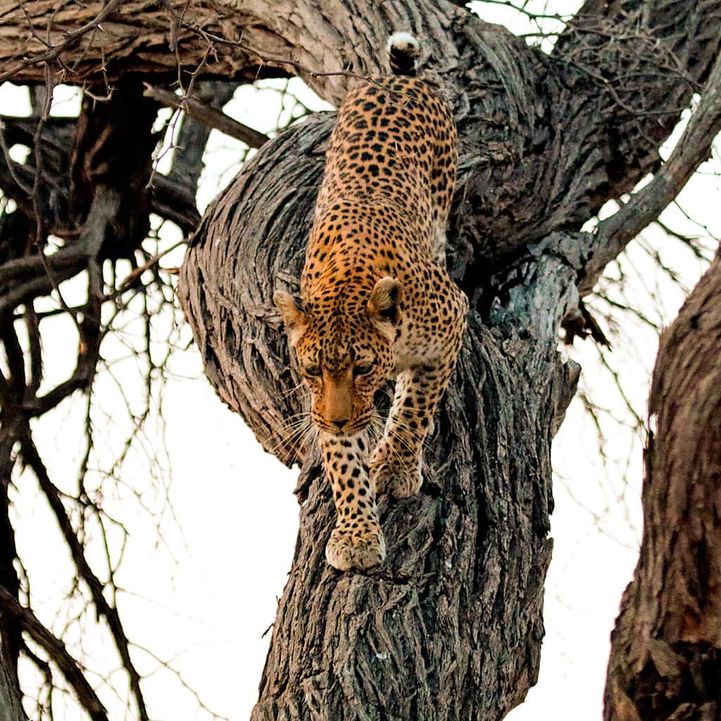 Leopard auf Botswana Camping Safari