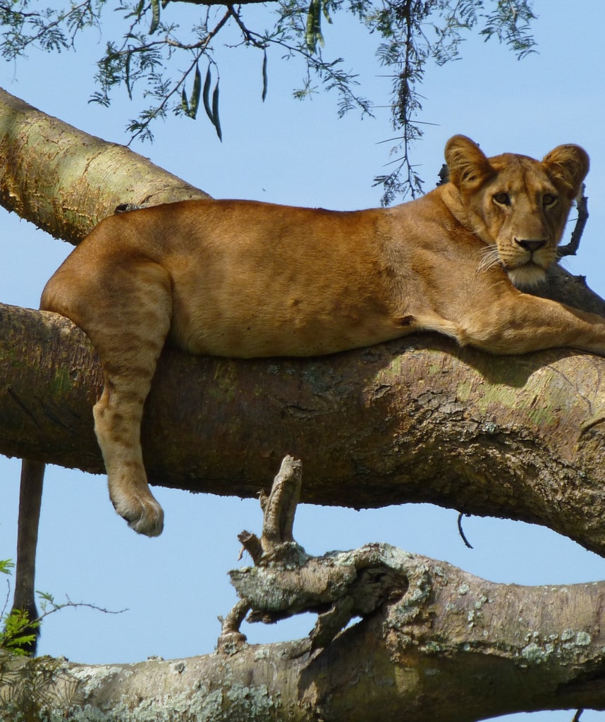 Privatreise Uganda Löwen Big Five