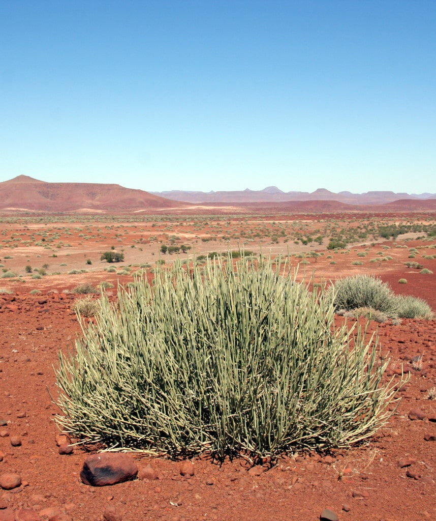 Palmwag Conservancy Namibia Camping Safari