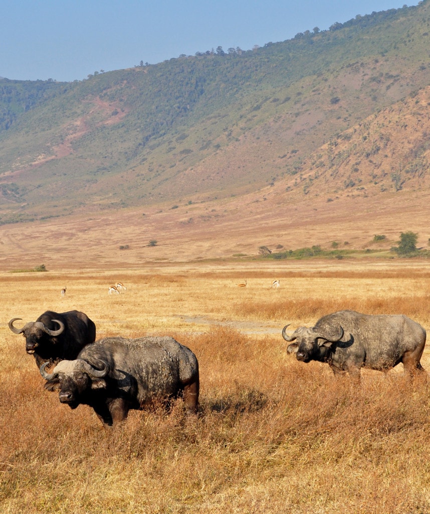 Highlights Gruppenreise Kenia Tansania Ngorongoro