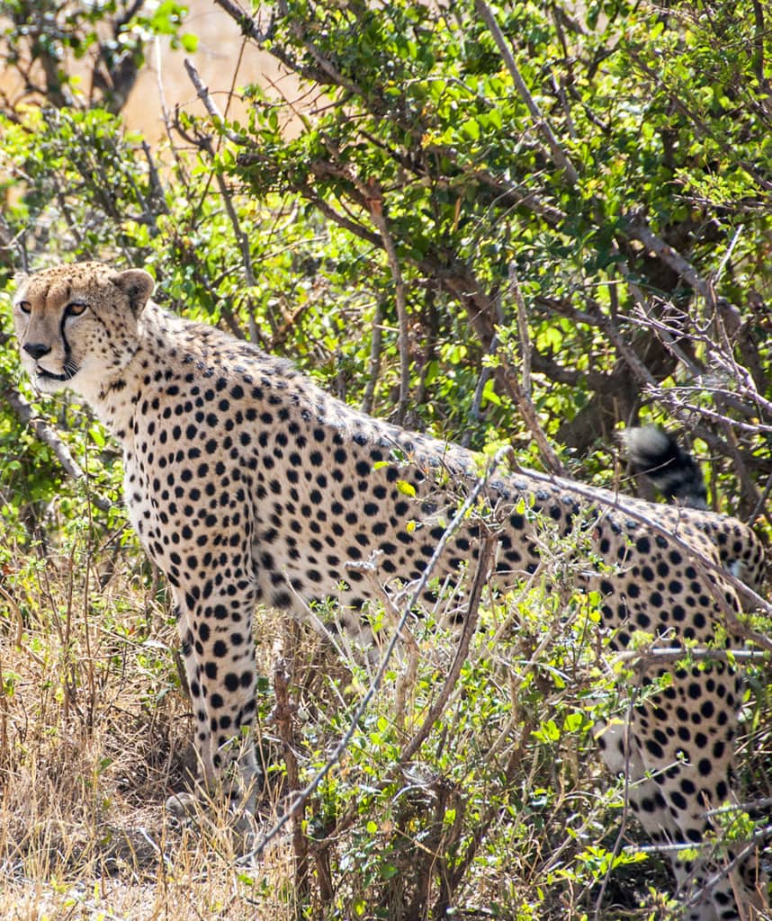 Gepard Serengeti Masai Mara Safari