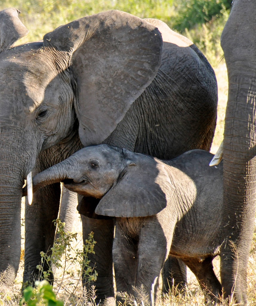 Elefanen im Chobe Nationalpark Highlight auf Privatsafari in Namibia und Botswana