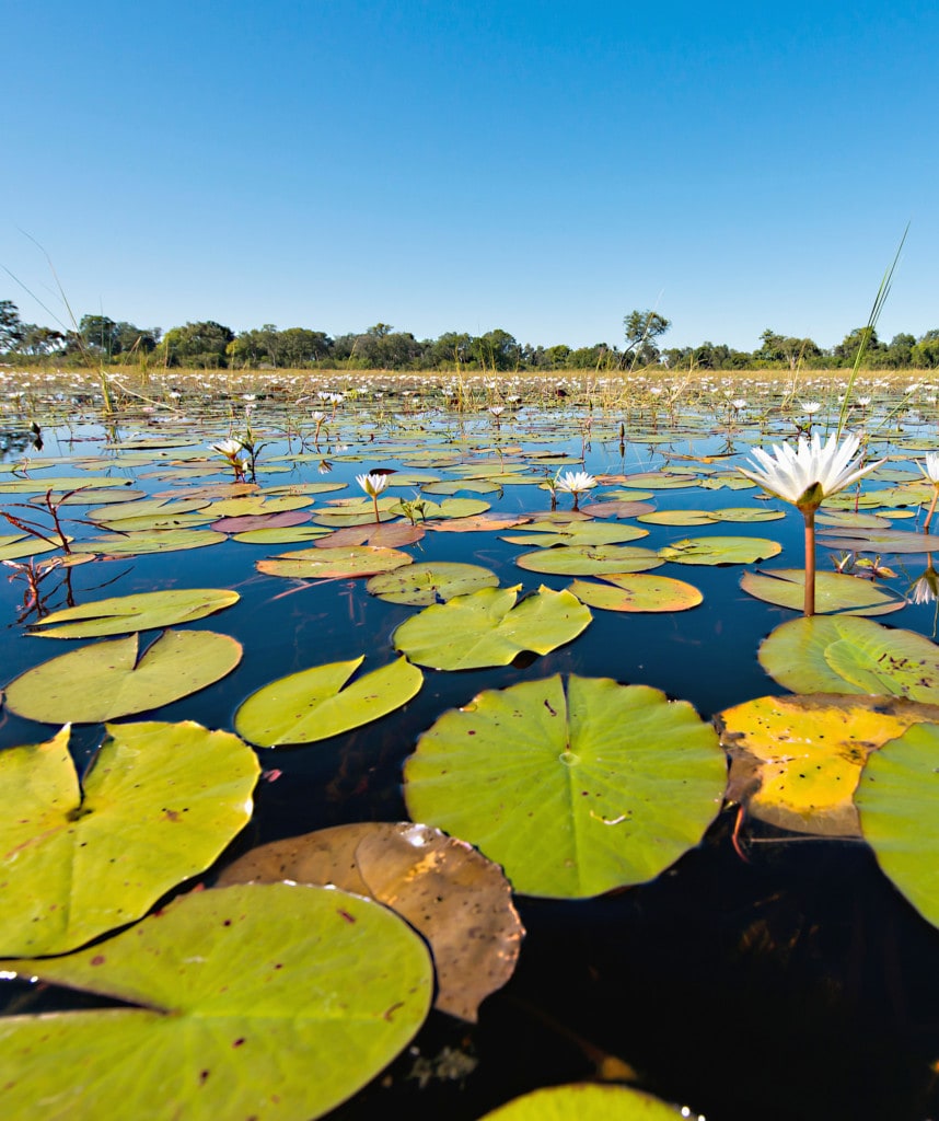Okavango Delta Highlight auf Rundreise durch Namibia Botswana und zu den Victoria Falls
