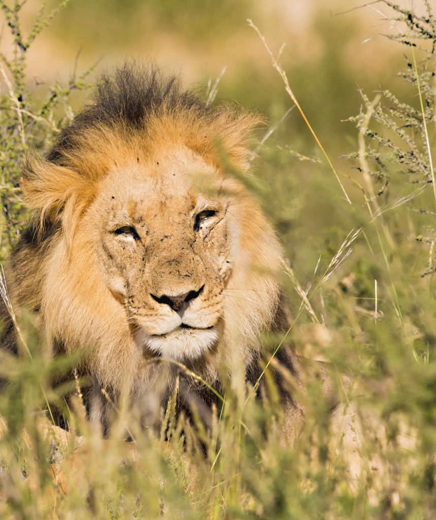 Highlights Zwei Wochen Suedafrika Safari Krueger
