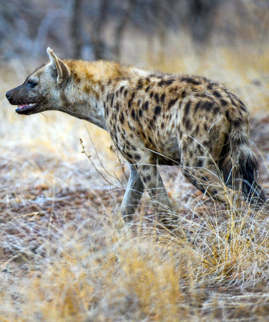 Hyaene Krueger Park Norden Osten Mietwagen Rundreise