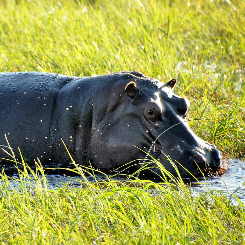 Flusspferd Privatsafari Namibia und Botswana