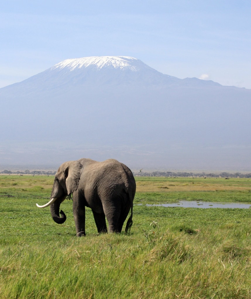Elefant Kilimanjaro Amboseli Kenia und Tansania Safari
