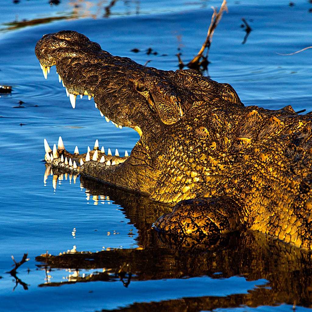 Kurzsafari Botswana Chobe Elephant Camp
