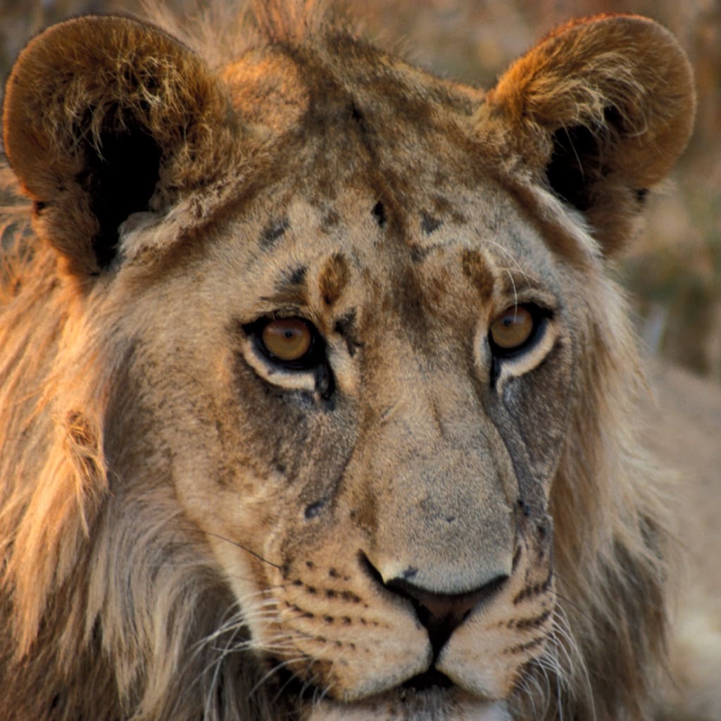 Löwe gesehen auf Botswana Camping Reise