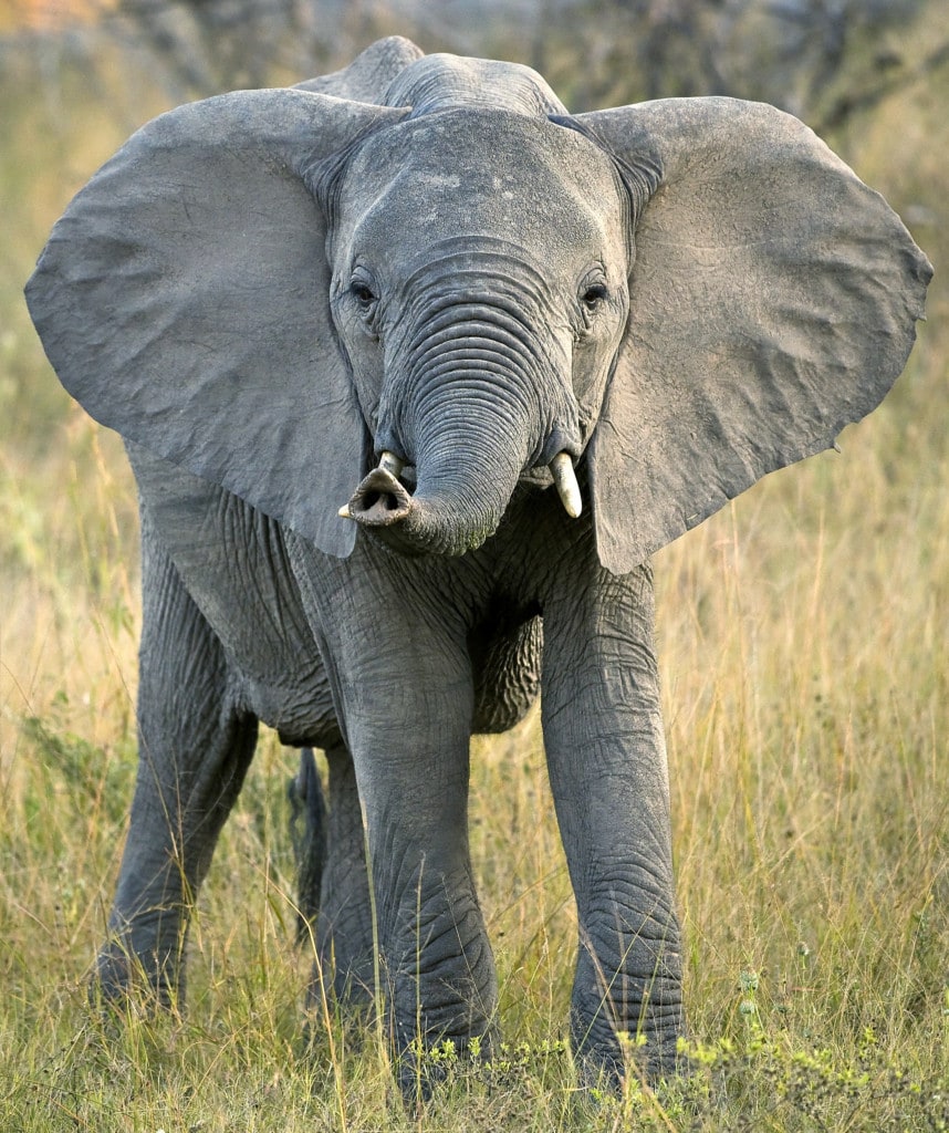 Elefant im South Luangwa Nationalpark Sambia Afrika Safari