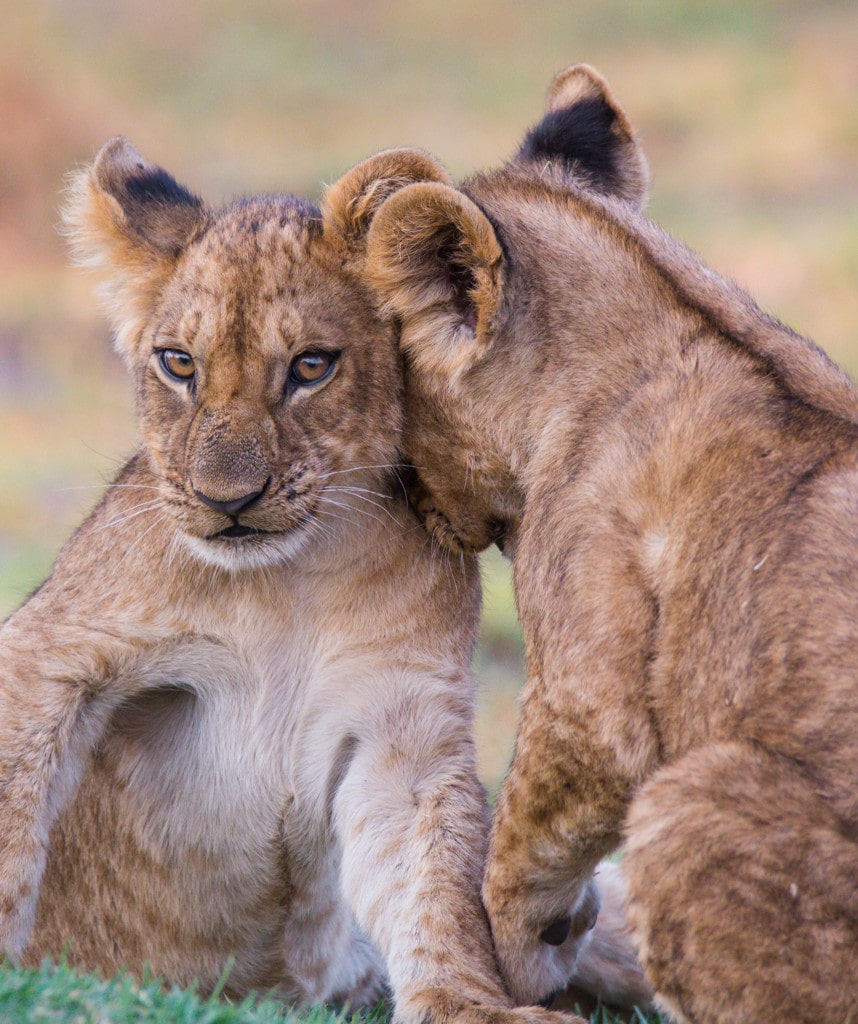 Moremi Game Reserve Highlight Camping Reise Botswana