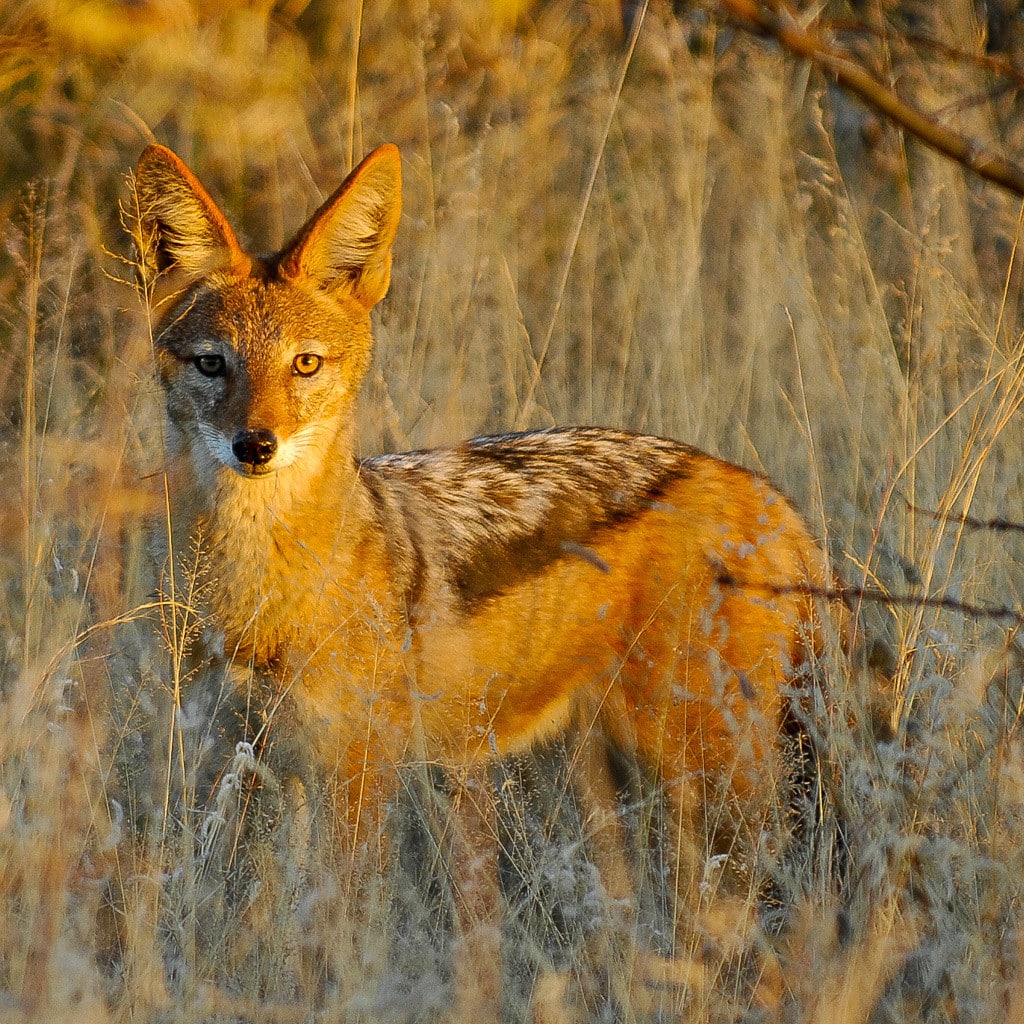 Namibia Mietwagenreise Privat