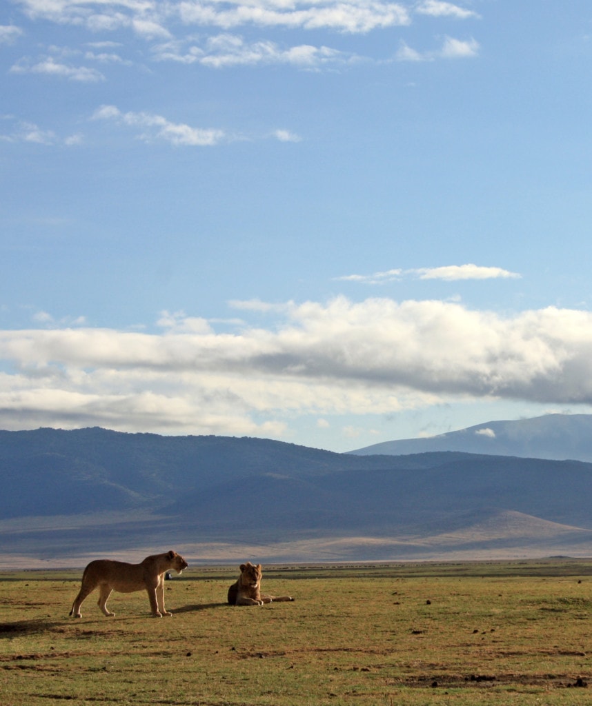 Löwen im Ngorongoro Krater Highlight auf Campingsafari in Tansania