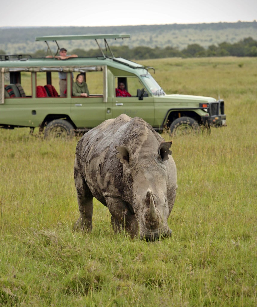 Nashornsichtung auf Pirschfahrt während Fly-In Safari in Kenia