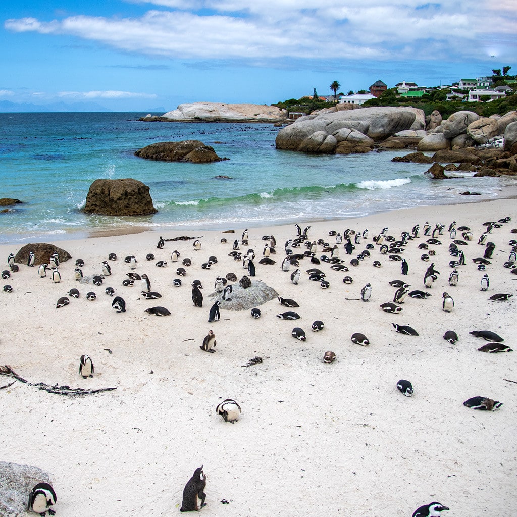 Pinguine in Südafrika geführte Weinreise