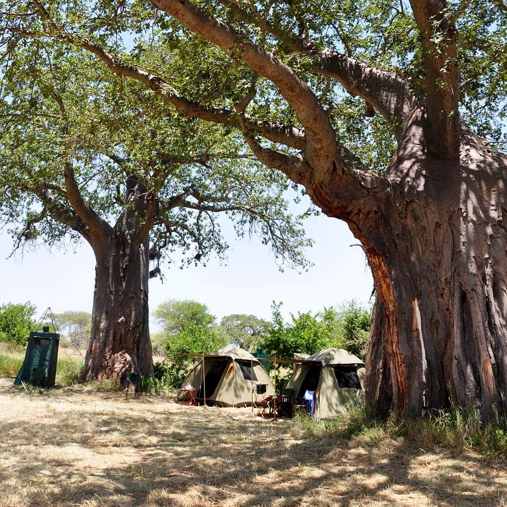 Campaufbau mit Zelten und Duschen auf privater Tansania Safari