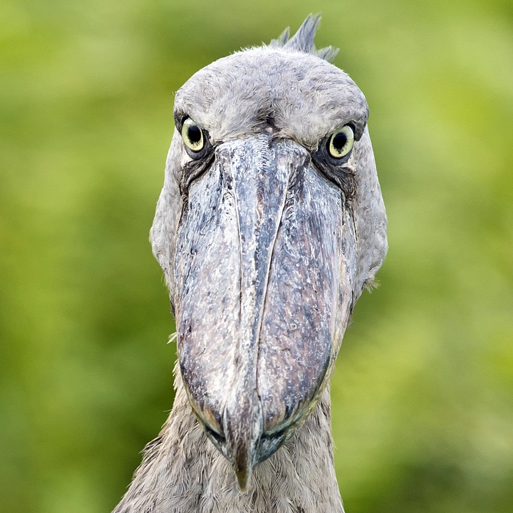 Shoebill-Vogel Private Safari Uganda