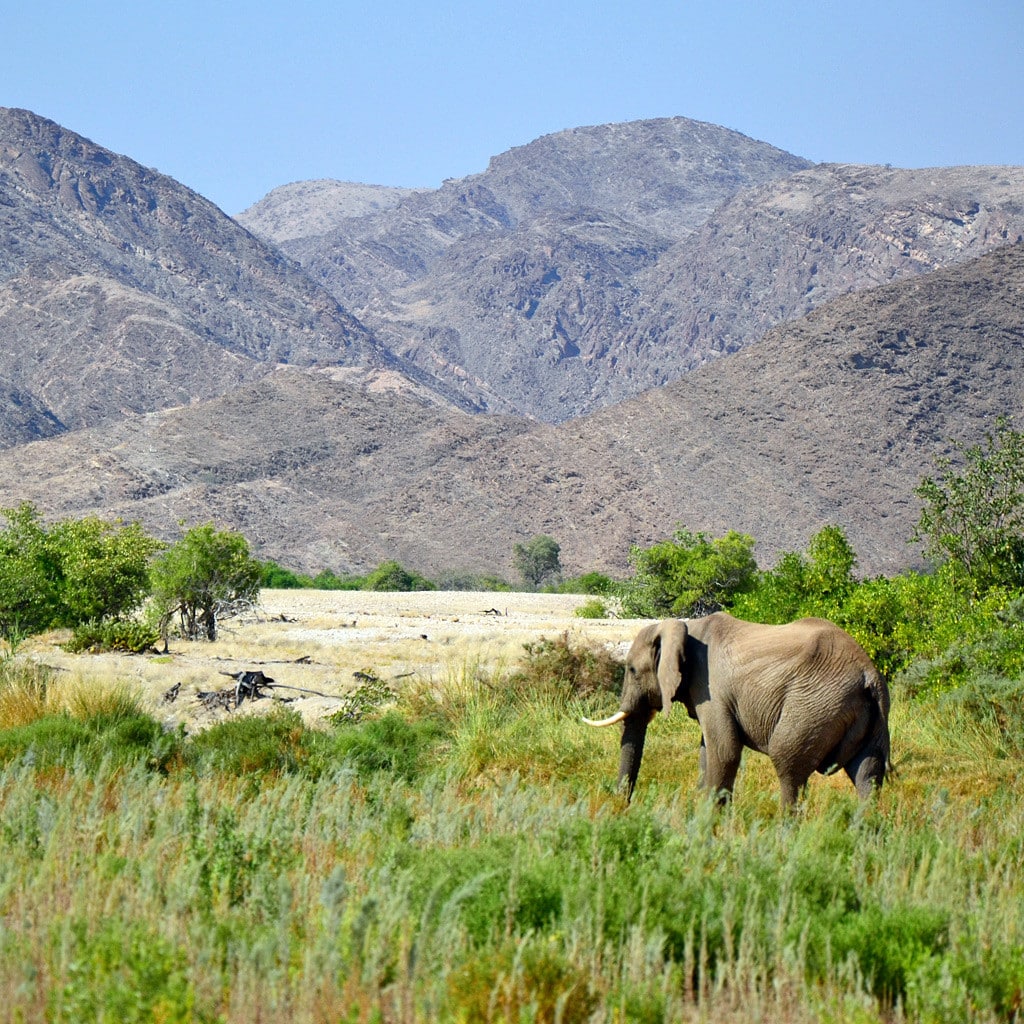 Elefant im Norden Namibias während individueller Privareise in Namibia