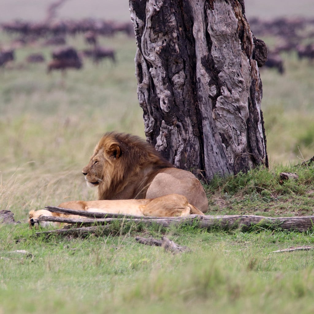 Löwe unter einem Baum Kenia und Tansania Safari