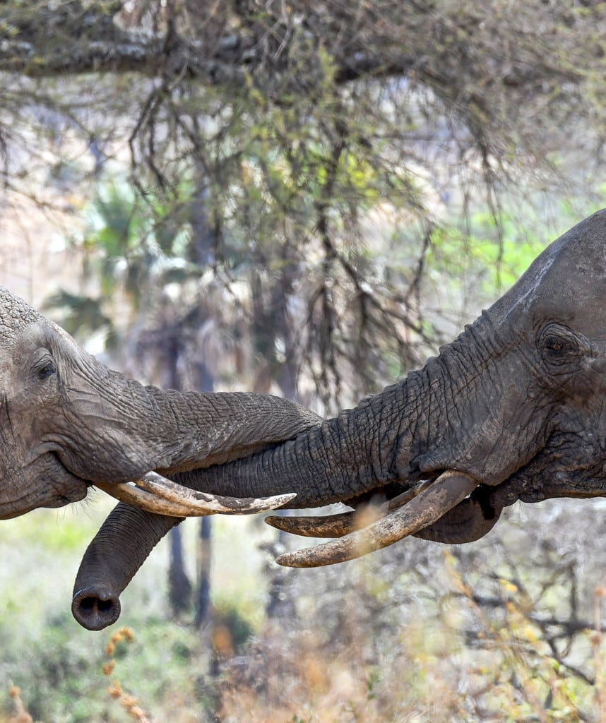 Safaris Simbabwe Mana Pools Nationalpark