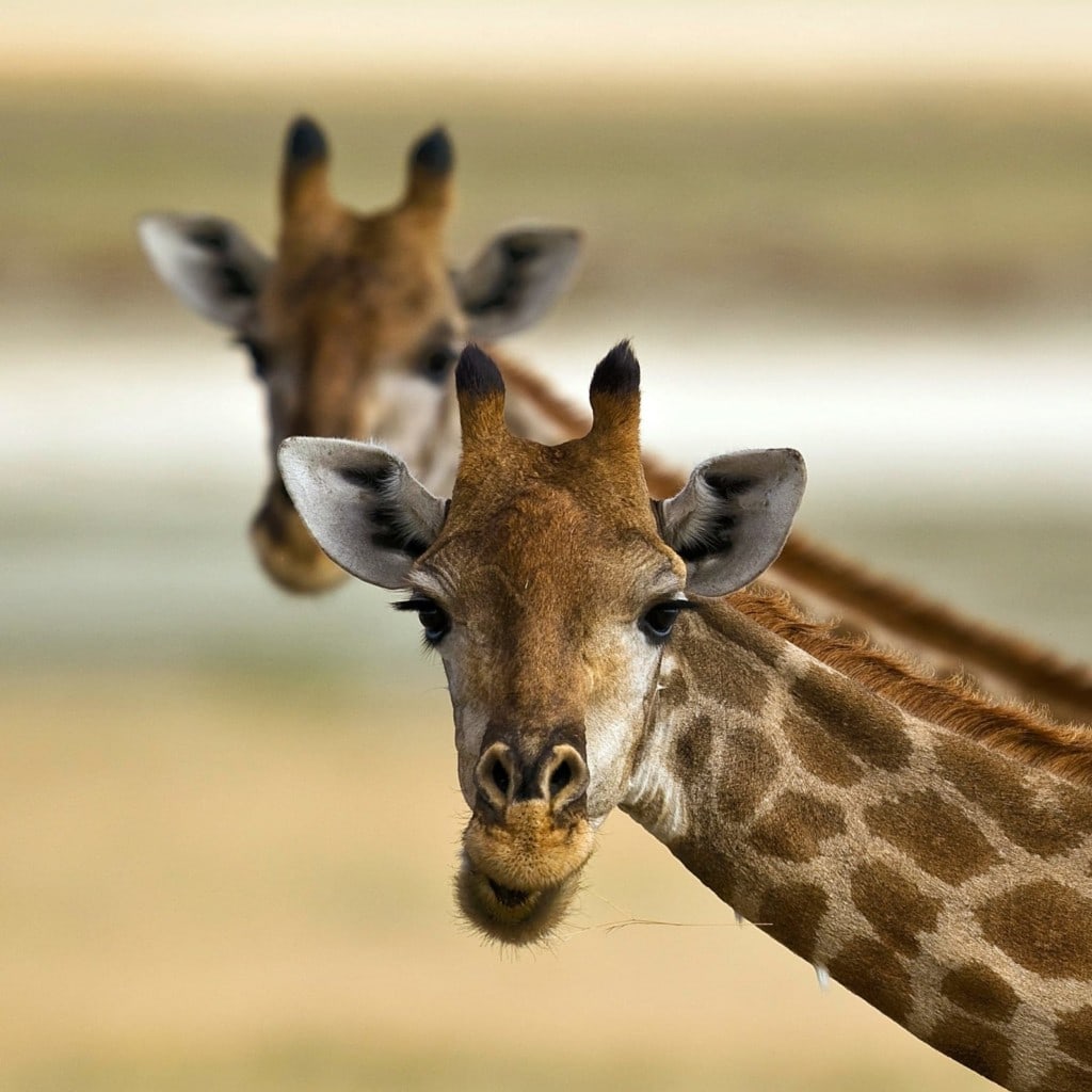 Rundreise Südafrika Namibia Botswana