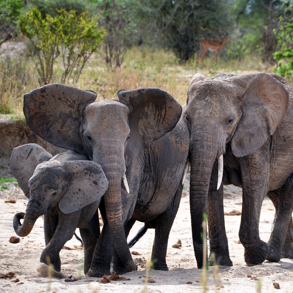 Elefantenherde im Tarangire River Privatreise Tansania