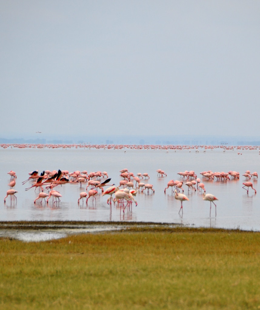 Tansania Safari Lake Manyara Flamingo