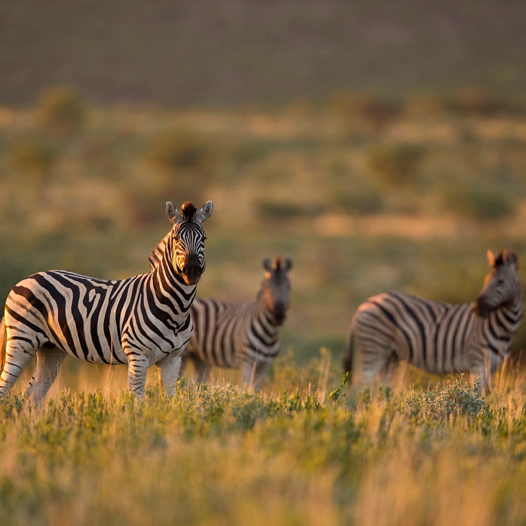 Zebras im Etosha Nationalpark in Namibia