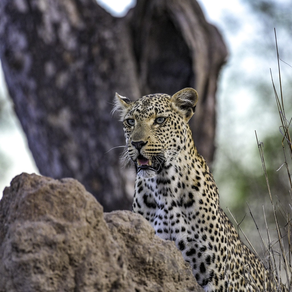 Zwei Wochen Suedafrika Safari