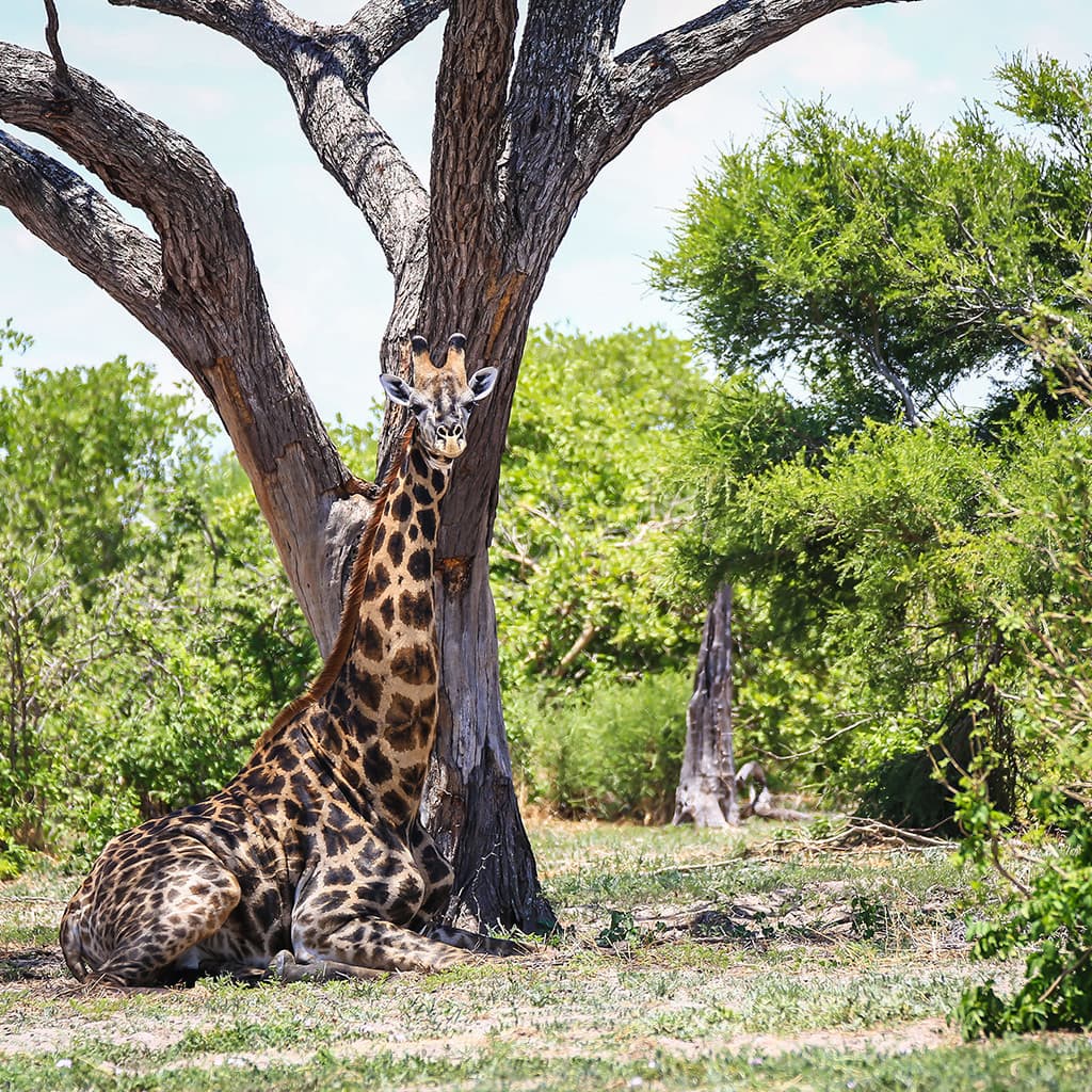 Botswana Camping Reise Giraffe