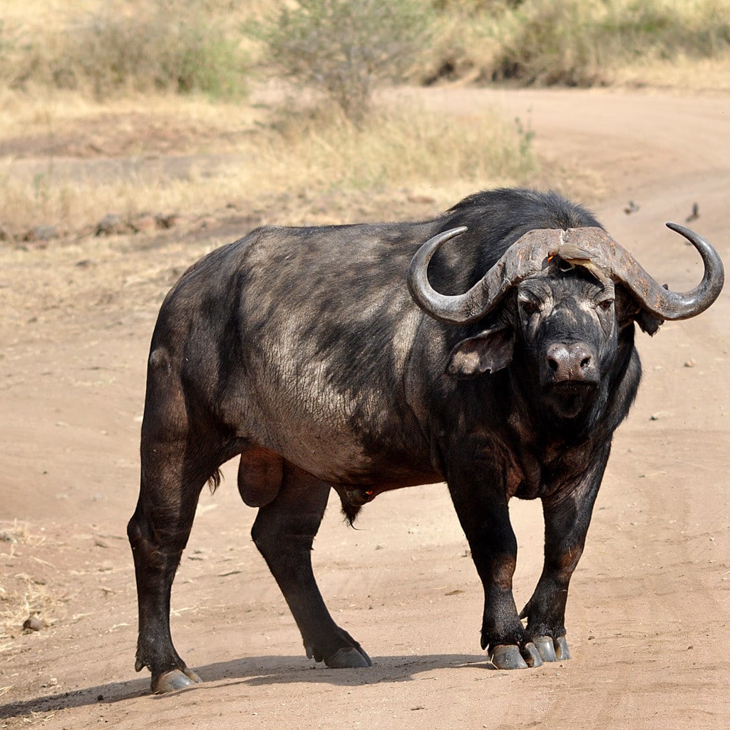 Einzelner Büffel Safari in Kenia und Tansania