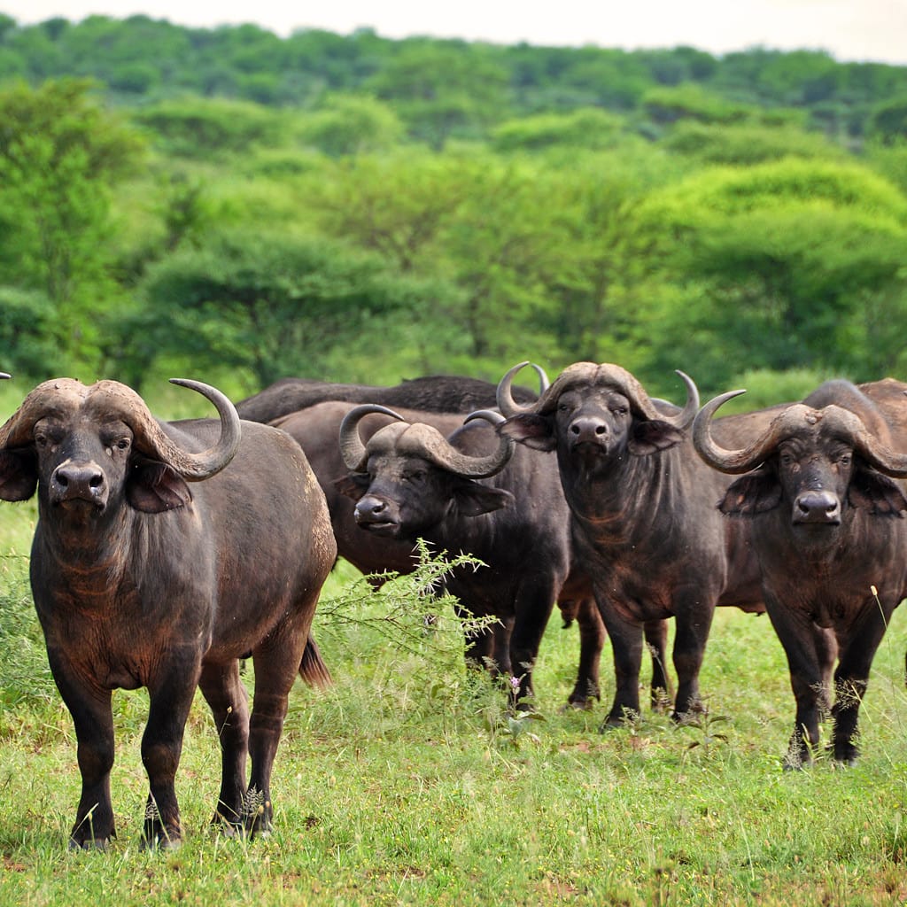Büffelherde 7 Tage Tansania Safari