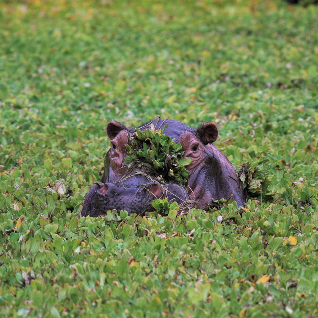 Flusspferd Kanga Camp Simbabwe Fly-In