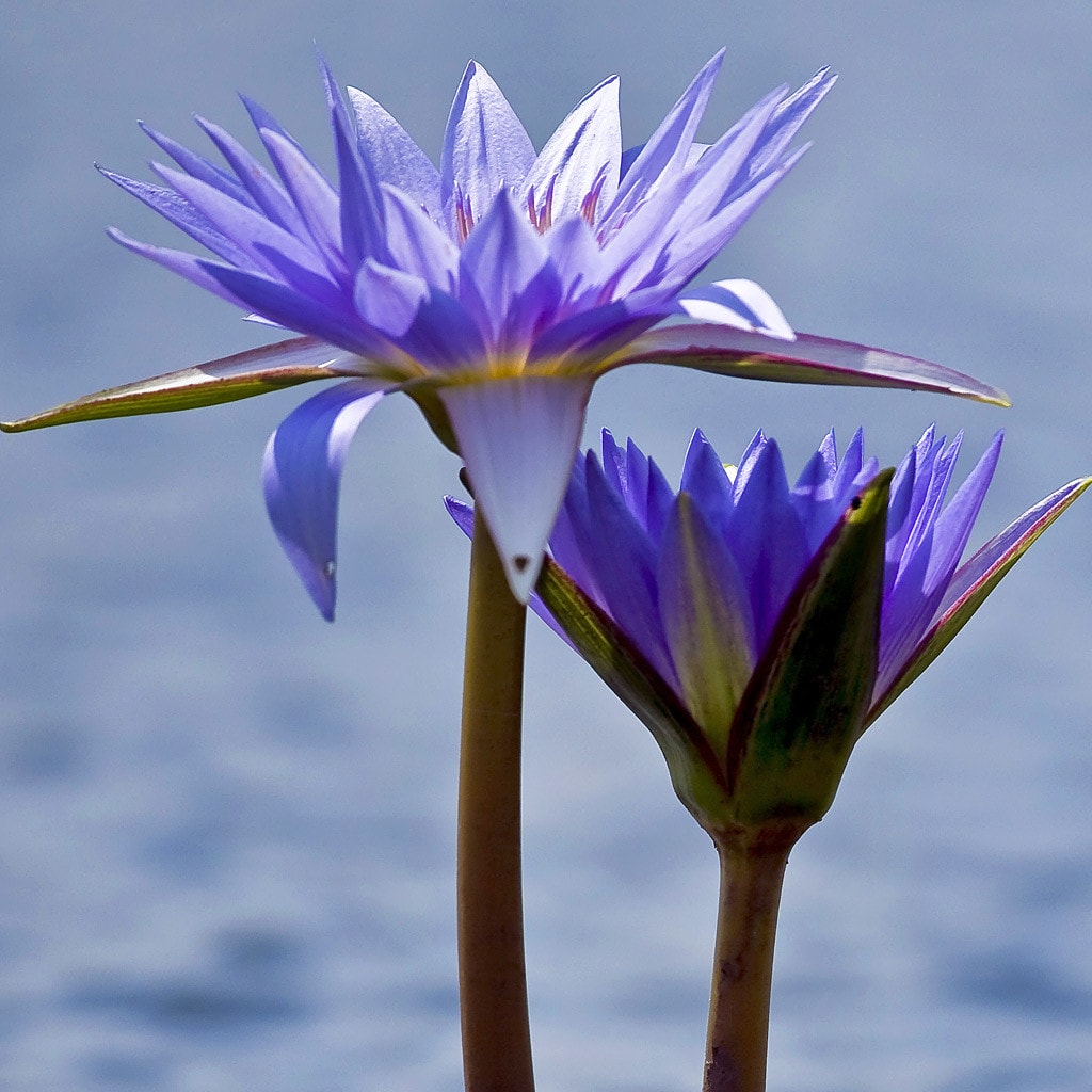 Seerosen Blumen auf Uganda Gorilla Safari