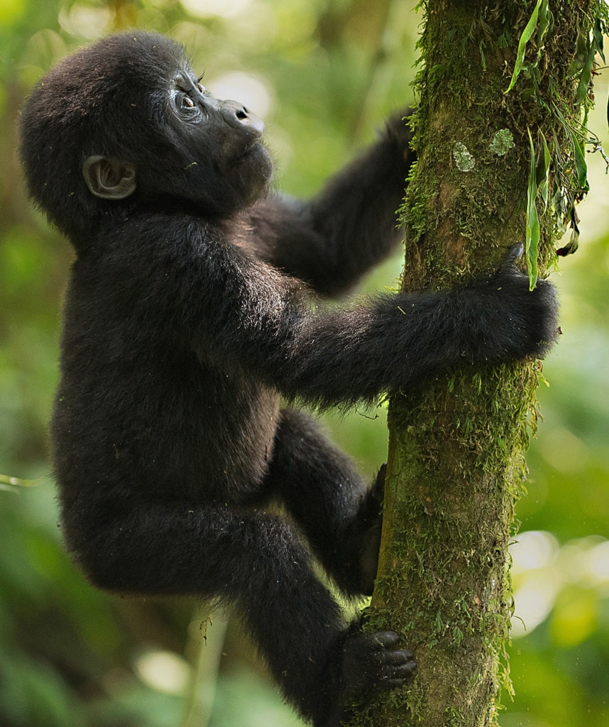 Gorilla Trekking private Safari Uganda