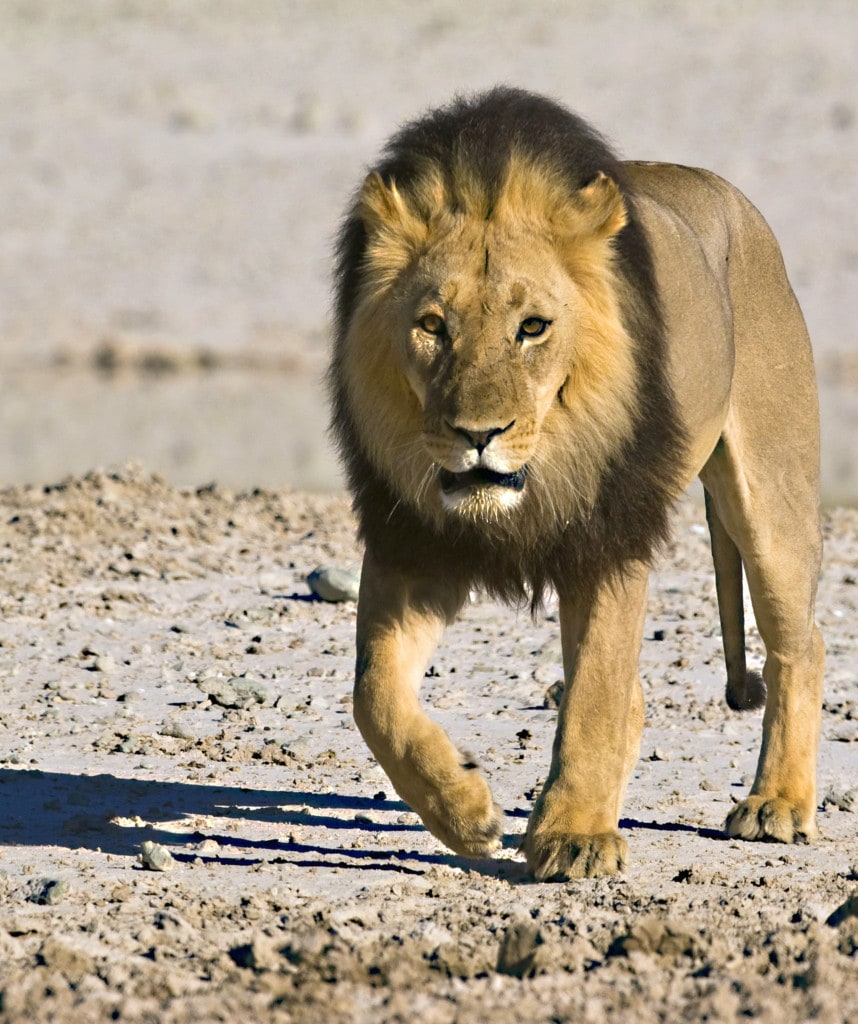 Löwe im Etosha Nationalpark Gruppenreisen auf Namibia Rundreise