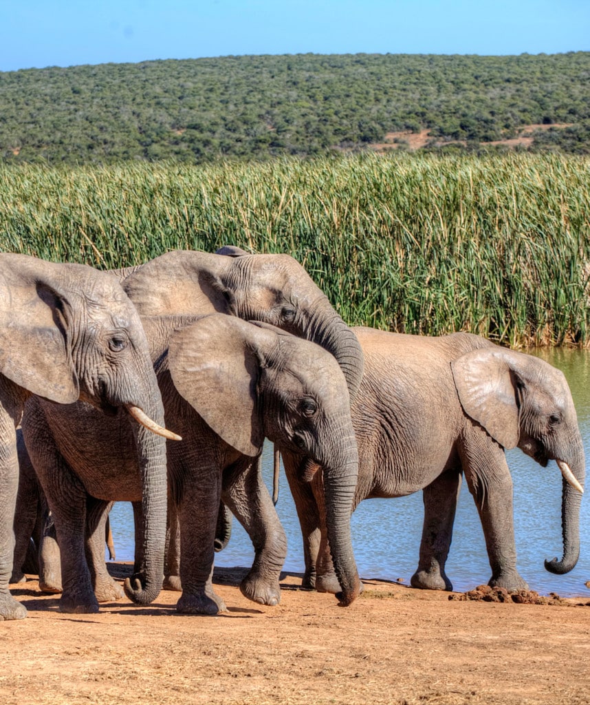 Highlights Kleingruppenreise Suedafrika Garden Route Addo