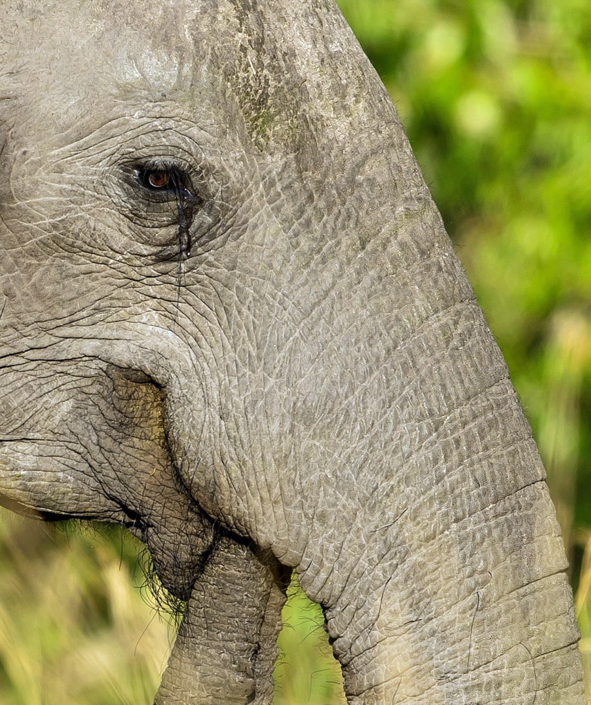 Highlights Mietwagenreise Namibia Etosha