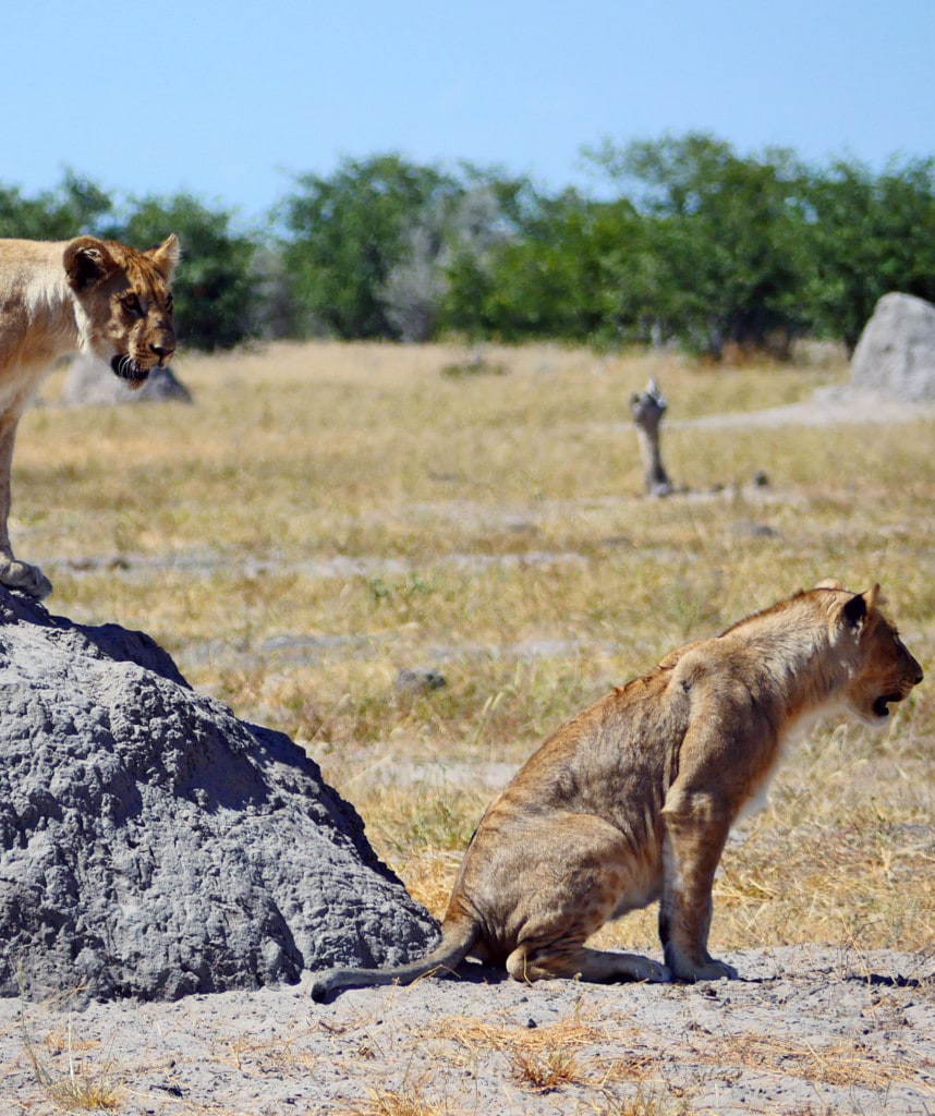 Löwe im Etosha Nationalpark gesehen auf Camping Safari in Namibia