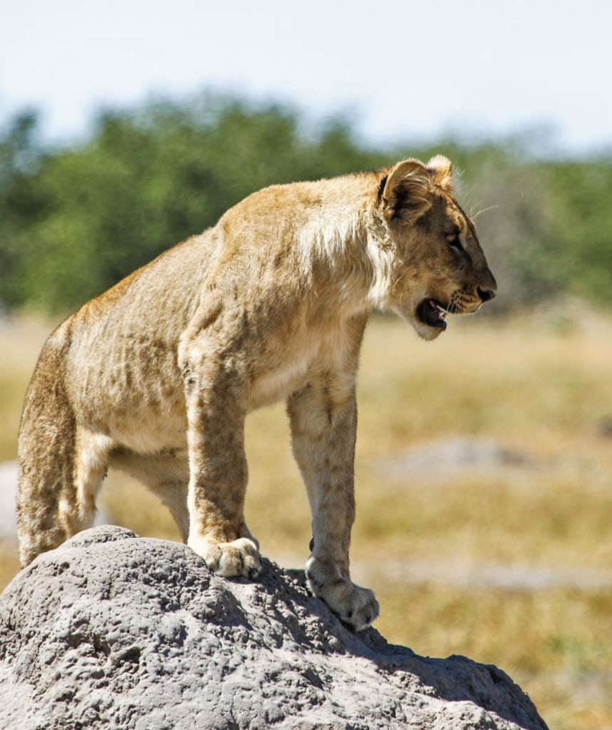 Highlights Namibia Familienreise Etosha