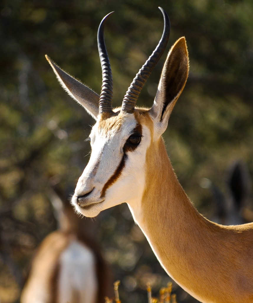 Highlights Namibia Gruppenreise Camping Etosha