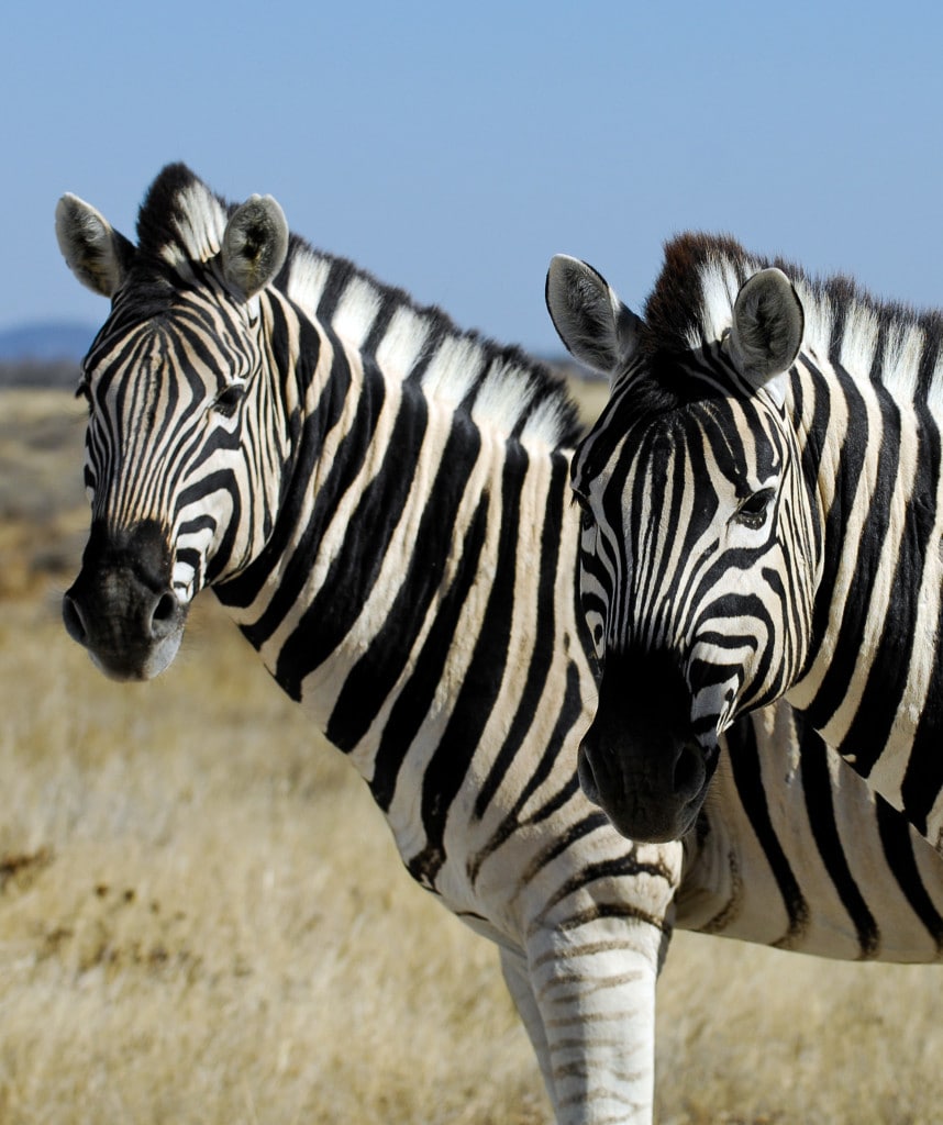 Highlights Namibia Lodge Safari Etosha