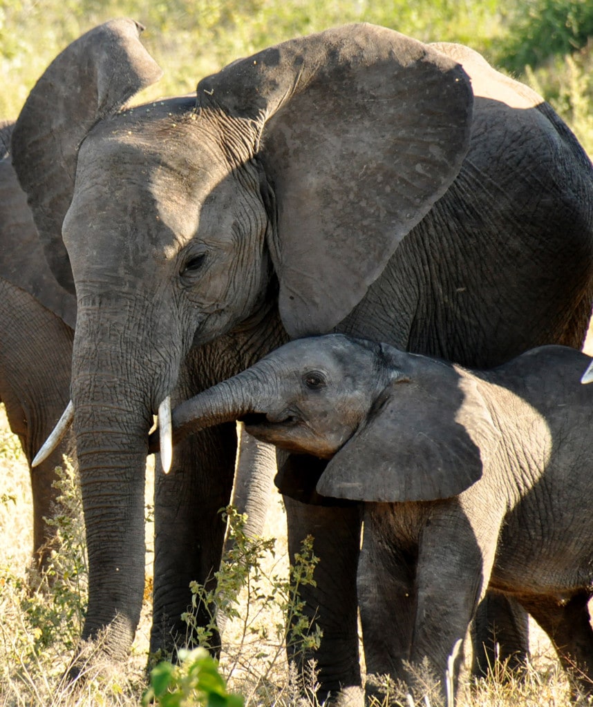 Highlights Reise Kapstadt Victoria Falls Hwange