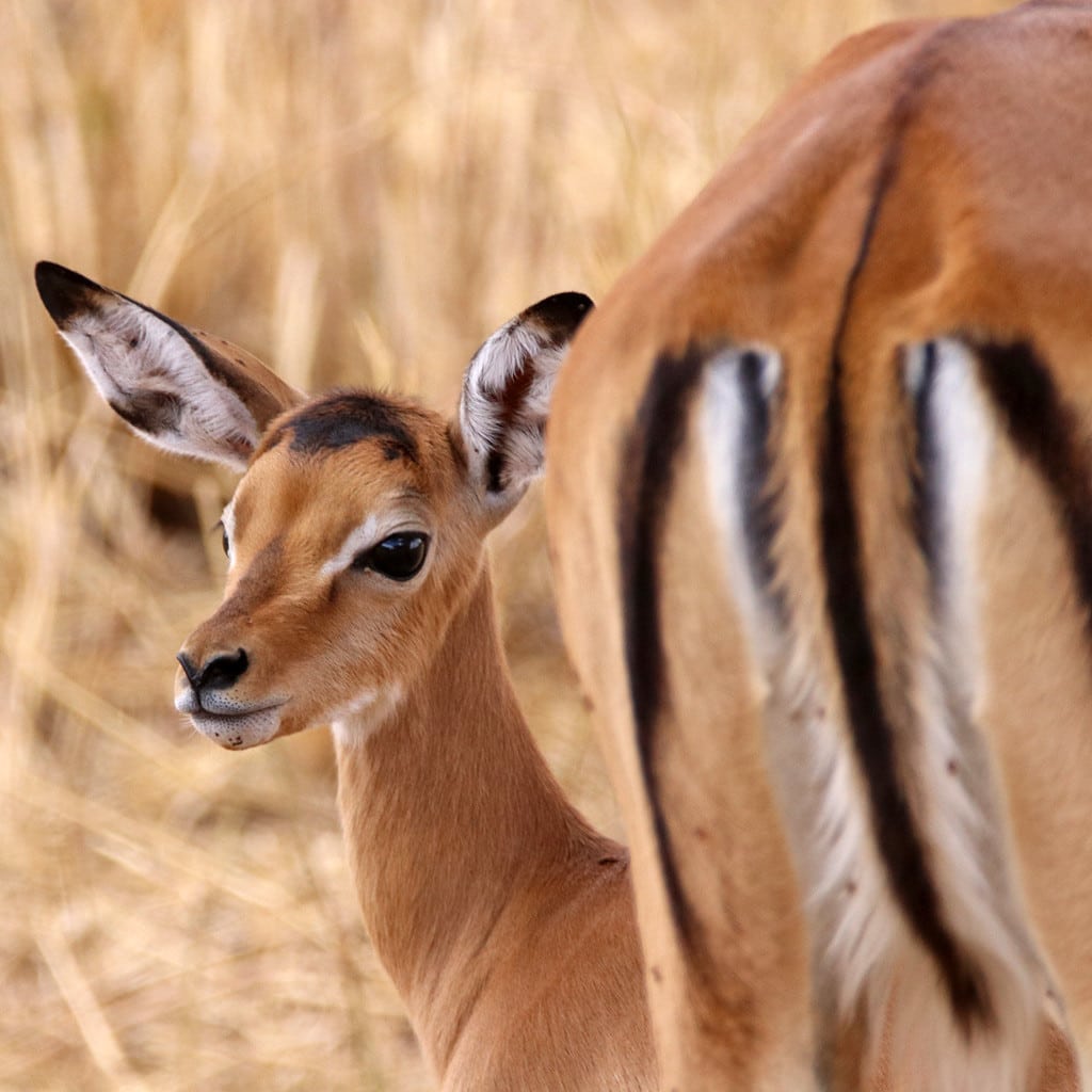 Junges Impala in Tansania