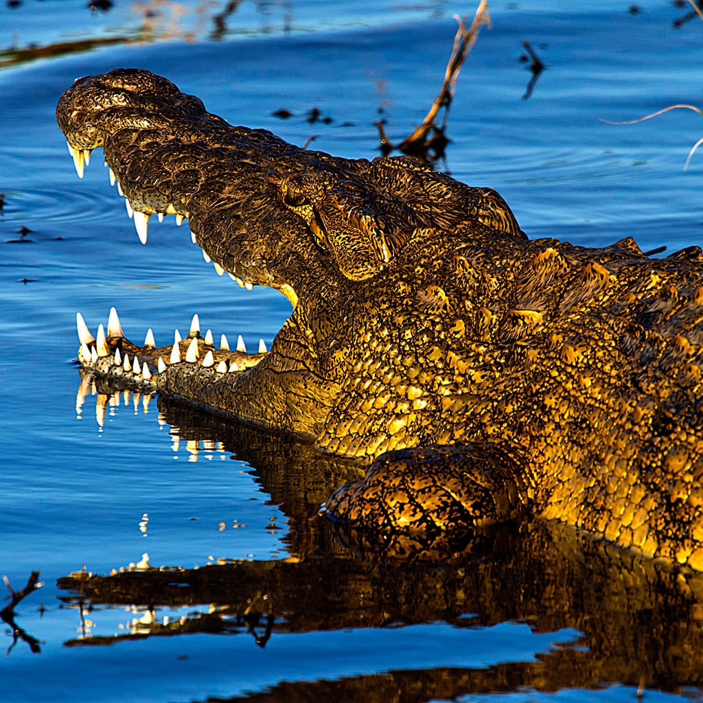 Krokodil Botswana Safari Deutschsprachig