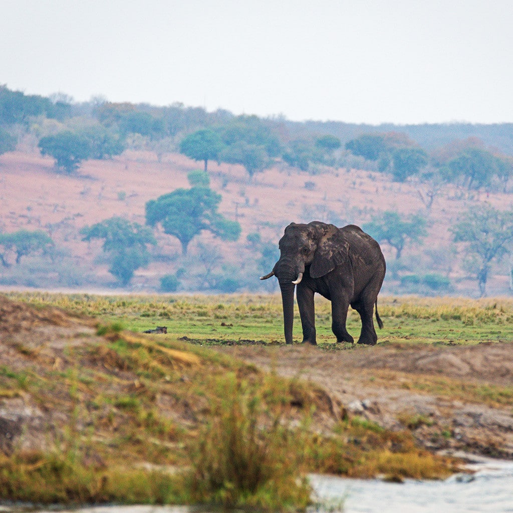 Kurzsafari Botswana Chobe Elephant Camp