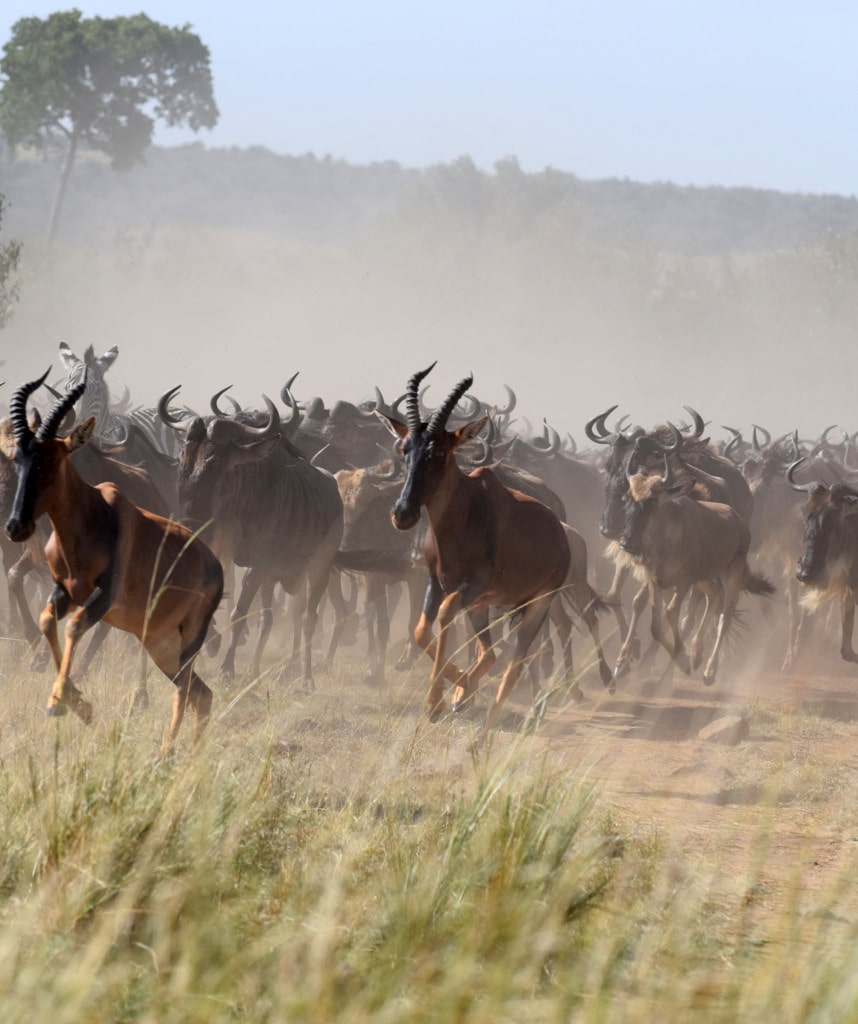 Topi Antilopenherde Camping Safari Kenia und Tansania